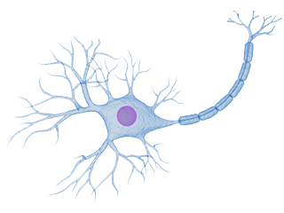 Nervenzellen mit C-Fasern